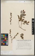 Foto von Salix starkeana Willd.